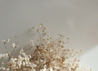 Как ухаживать за срезанными гипсофилами