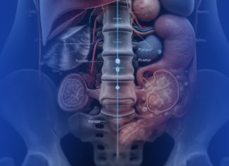 Какие органы исследуются при УЗИ органов брюшной полости?
