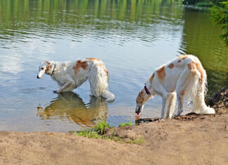 Президент кинолог объяснил, где нельзя купаться собакам