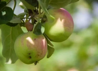 Чем подкормить яблони в августе: не упустите момент