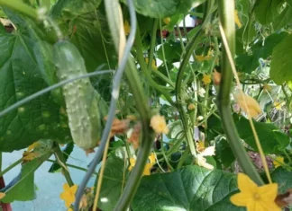 Этот простой трюк заставит ваши огурцы плодоносить как сумасшедшие: соседи потребуют запретить ваш метод