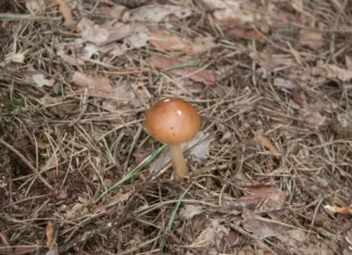 Где растут грибы с радиацией? Гомельский областной ЦГЭ и ОЗ информирует