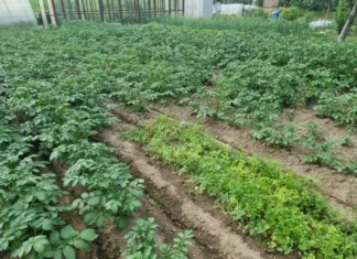 Как и зачем делать теплые грядки: урожай будет богатым, даже если весна выдалась холодной