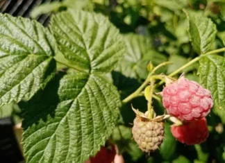 Как обрезать малину после сбора ягод: простая схема для начинающих садоводов