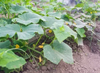 Как распознать перегрев корней и оказать растениям «скорую помощь»