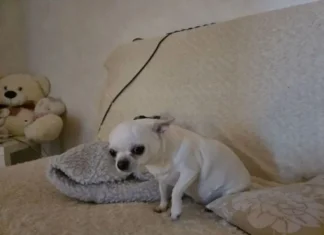 Кинолог раскрыл правду: почему ваша собака на самом деле спит на вашей кровати