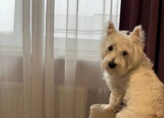 Они знают, когда вы вернётесь: как животные предсказывают будущее