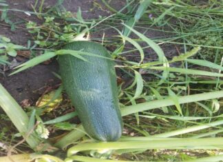 Ошибка, которая превращает ваш урожай в яд: никогда не сажайте эти культуры рядом