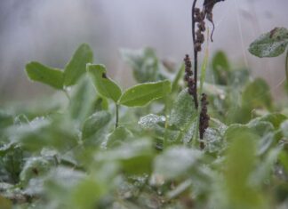 Погодные приметы на 14 июня 2025 года: почему сегодня важно обратить внимание на росу
