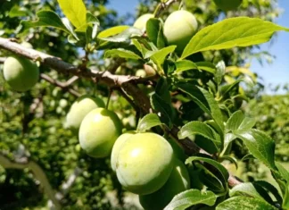 Сливы трескаются прямо на ветках: чем отчаявшиеся садоводы подкармливают деревья, чтобы спасти урожай