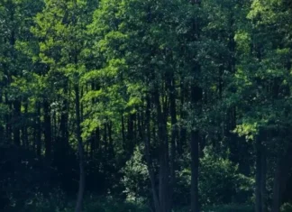 В Беларуси проходит акция «Дай лесу новае жыцце!»: сколько деревьев высадят