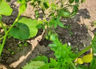 Знакомая картина – гигантские листья и ноль плодов: агрономы научились спасать томаты от жирования