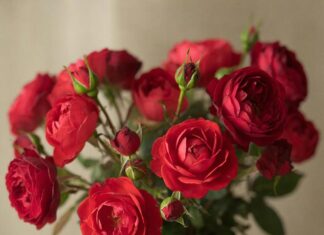 Как выбрать букет в зависимости от повода?