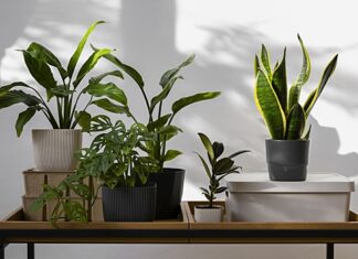 Биолог объяснил, как растения влияют на воздух в квартире