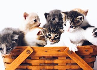 Психолог посоветовал простой и милый способ побороть стресс