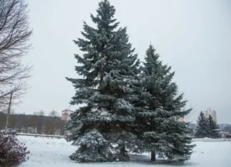 Ель оказалась под угрозой исчезновения: белорусский ученый назвал причину