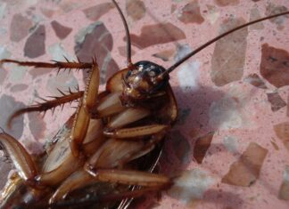 И конкурсы интересные: мужчина погиб, подавившись живым тараканом