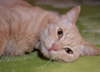 Как кошки лечат людей: научное объяснение феномена, в котором не было никакой магии