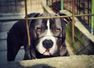 Какая порода собак самая опасная: рейтинг удивил даже опытных заводчиков