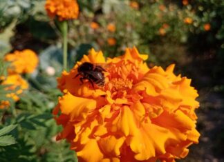 Какой культуре все равно, где расти: 3 растения, которые не истощают почву