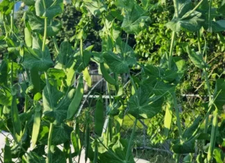 Почему горох нельзя сажать после бобов: правило родственников, о котором все забывают