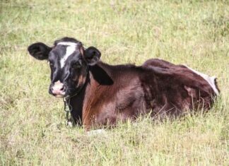 Руководителей предприятия АПК в Сенненском районе будут судить за служебный подлог: завышали показатели надоев