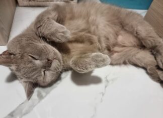 Сколько на самом деле спят кошки: результаты исследований, которые перевернут ваш график