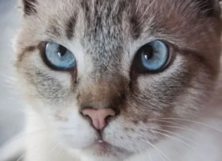 Зачем кошке усы: они служат не только для красоты, а для чего-то более важного