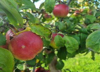 Зачем закапывать рыбу под яблоню: древний секрет невероятного урожая