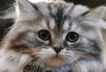 Зоопсихолог посоветовал тщательно планировать путешествие с котом