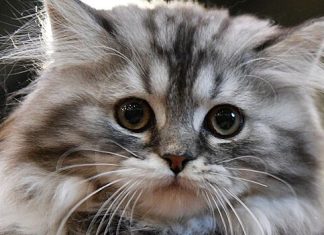 Зоопсихолог посоветовал тщательно планировать путешествие с котом