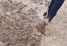 Как понять, что земля отдохнула: признаки, по которым она сама просится на посадки