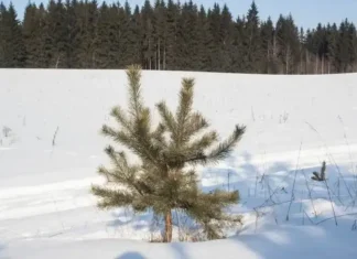 Какой сегодня праздник: 2 декабря 2025 года