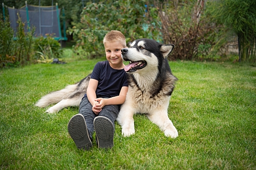 Как продлить срок жизни аляскинского маламута