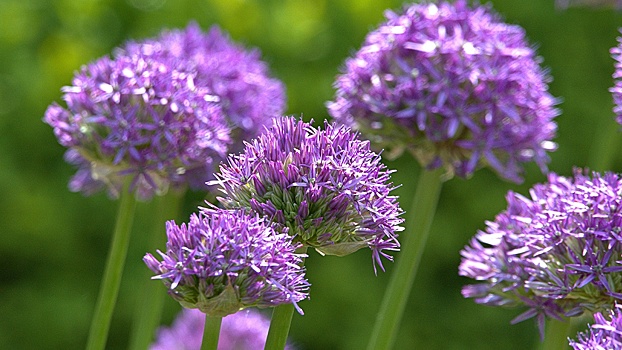 Какие цветы гарантированно взойдут без рассады