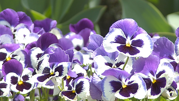 Цветущая клумба гарантирована: как посеять анютины глазки под зиму