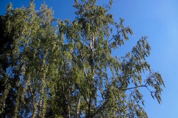 3 дерева, которые превращают сад в мишень для молний: как избежать угрозы