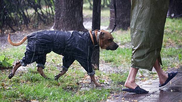 Эксперт рассказал, как защитить питомцев от клещей во время прогулки