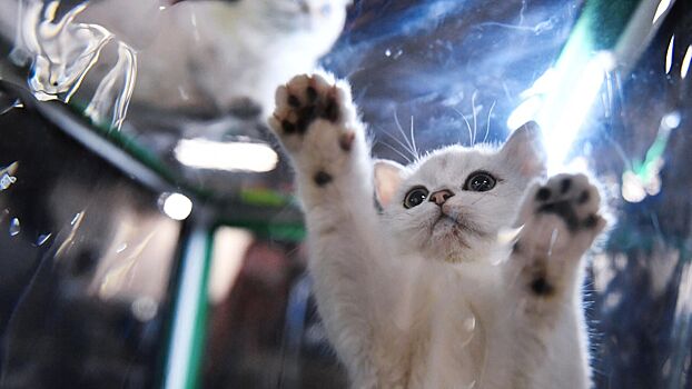 Эксперт раскритиковал идею ограничить количество питомцев в семье