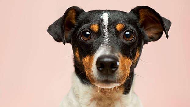 Кинолог рассказал о деталях памяти собак