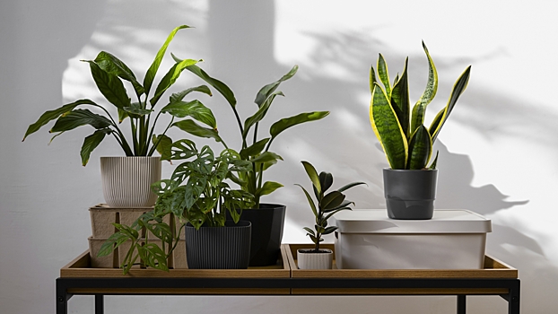 Биолог объяснил, как растения влияют на воздух в квартире