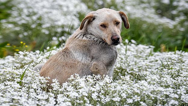 Эксперты призвали не покупать товары для животных в мессенджерах