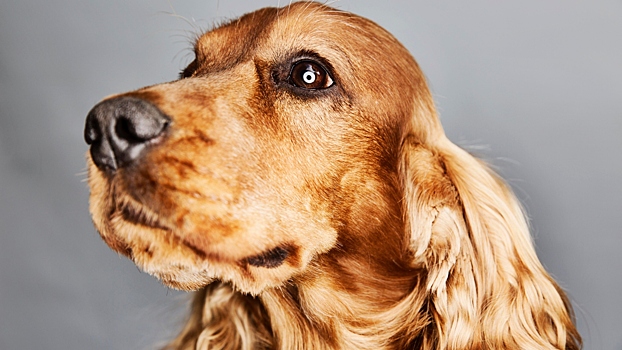 Кинолог предупредил о сложном характере английских кокер-спаниелей