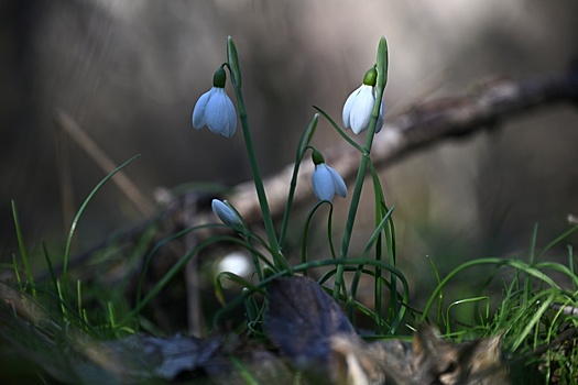 Как защитить вишни и яблони от пробуждения теплой зимой