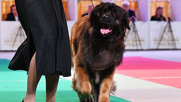 Кинолог назвал лучшие породы собак для семьи с детьми