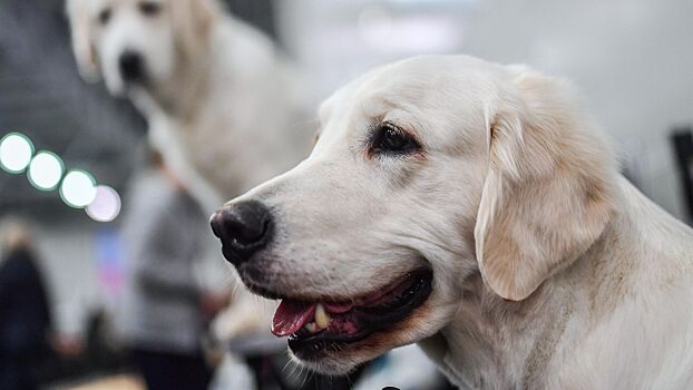 Собака прячет еду в диване: причины такого поведения