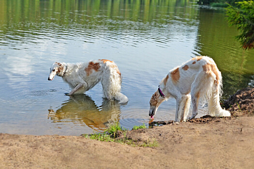 Президент кинолог объяснил, где нельзя купаться собакам