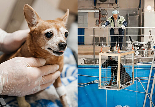 Кошек и собак в России начали лечить от рака на ядерном реакторе