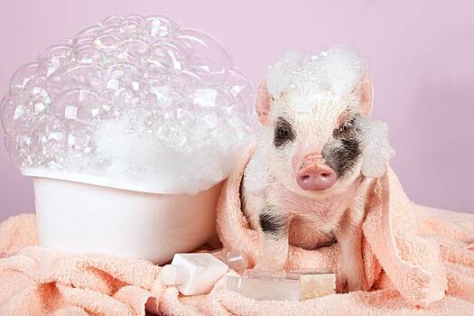 Как юморная песня про свинок стала новый трендом в Сети