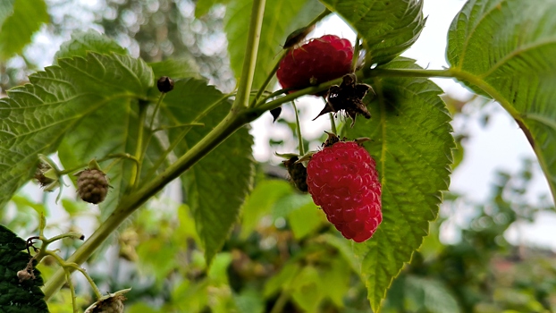 Как ухаживать за малиной, чтобы получить богатый урожай